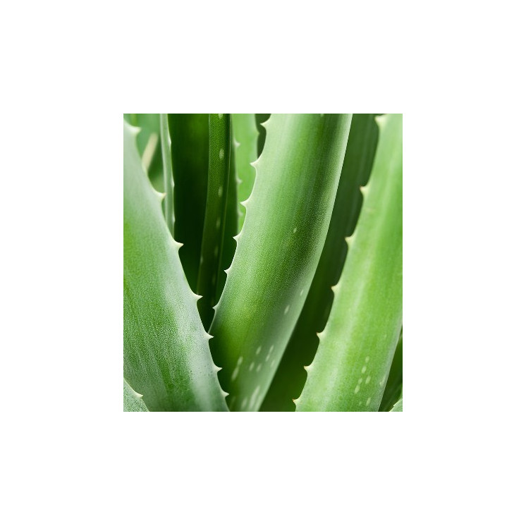 Bain de bouche Aloe vera 20% AL04 - 80ml par Chogan