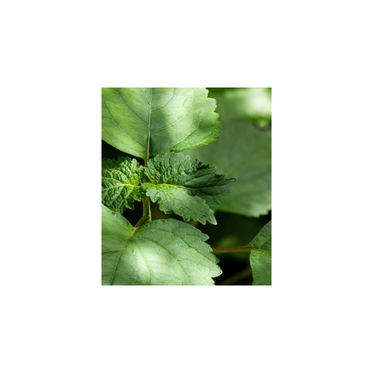 Parfum Homme Dark Nectar 3147M - 30% d'essence - Olfazeta