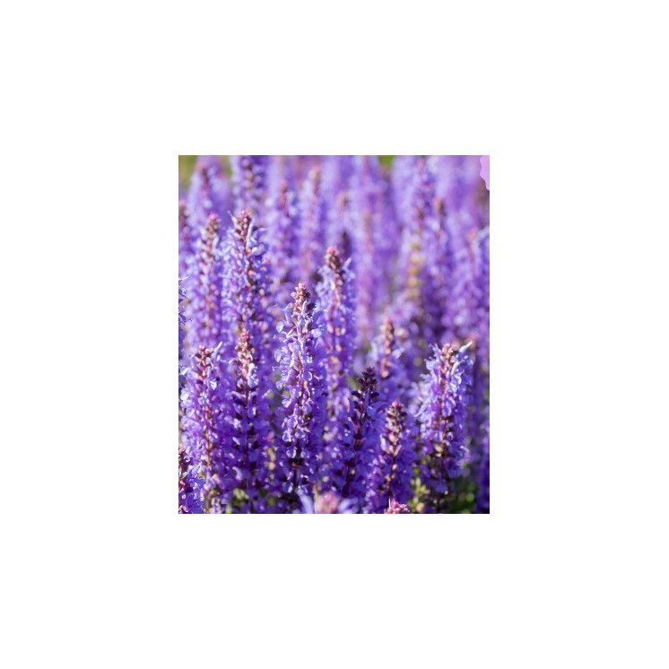 Parfum Homme Eternal Love For Him 3162M - 30% d'essence - Olfazeta