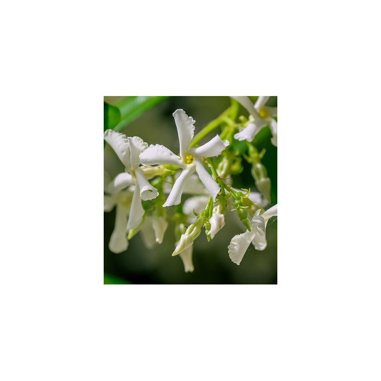Eternal Love For Her - Parfum Femme 161W - 30% d'essence - Olfazeta
