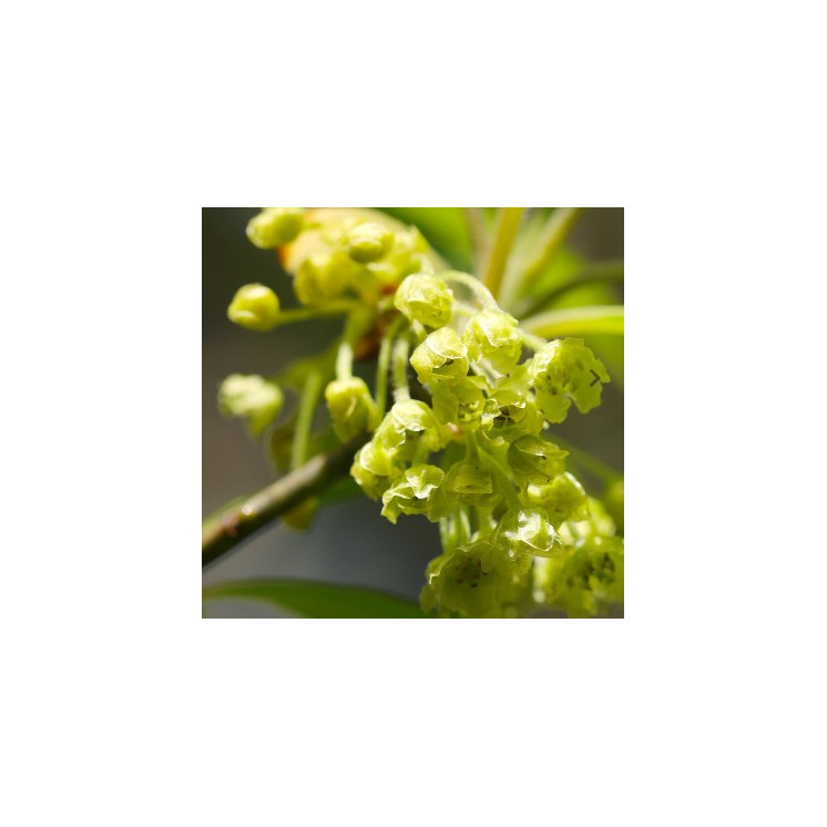Parfum Femme 328 - 30% d'essence par Chogan
