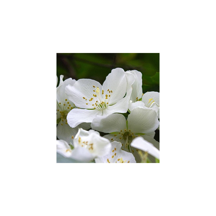 Parfum Femme 082 - 30% d'essence par Olfazeta